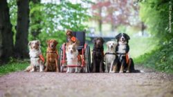 Photo: A bunch of service dogs around a wheelchair; Copyright: WZ Hundezentrum